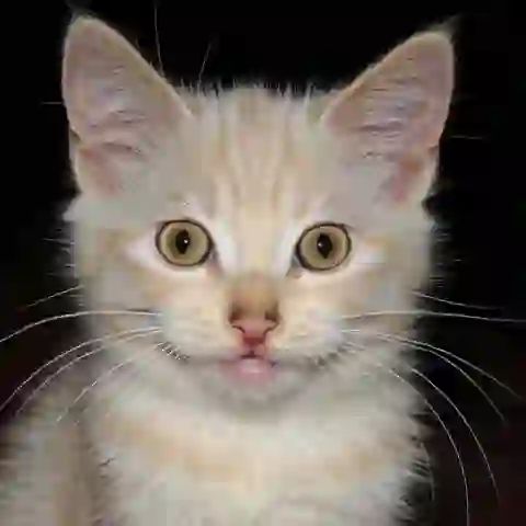 Thumbnail for Sample 6