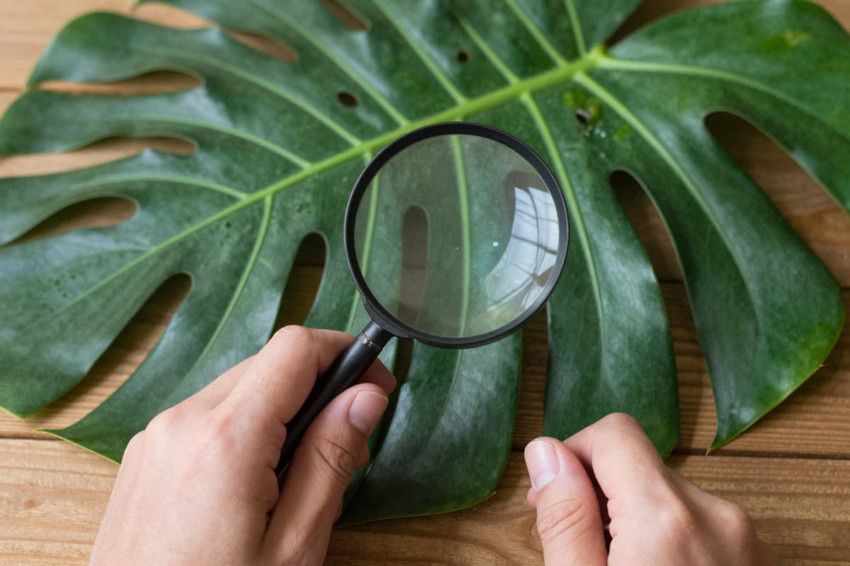 adobe stock ai image rejected examples showing artifact closeups