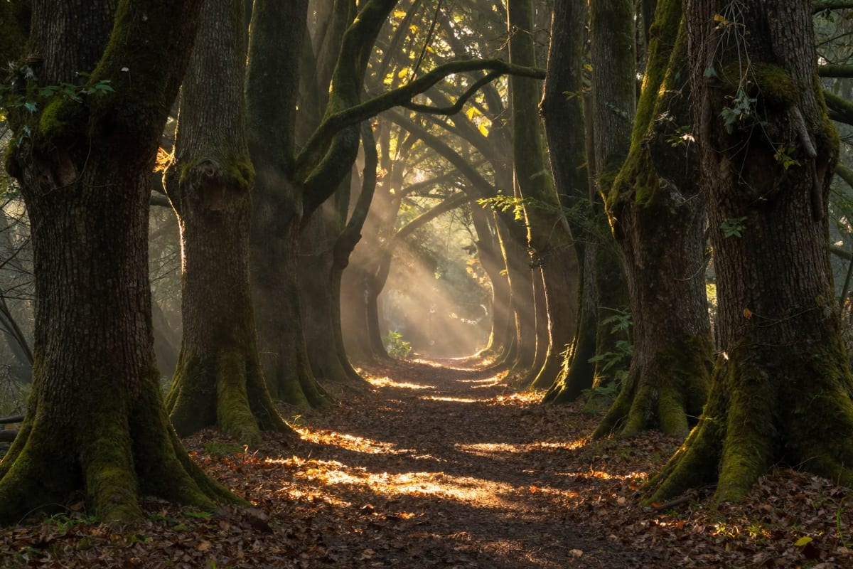 Enchanted forest pathway with towering ancient trees covered in moss, dappled sunlight creating pools of golden light on the leaf-covered ground, mystical atmosphere with soft mist