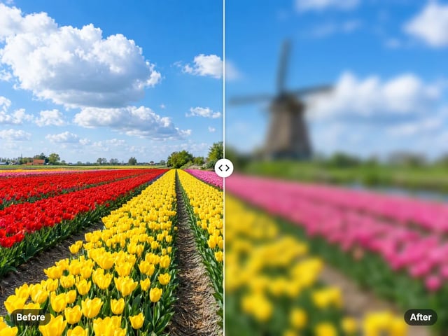 Striped tulip fields and a windmill, sharp on the left and softly blurred on the right
