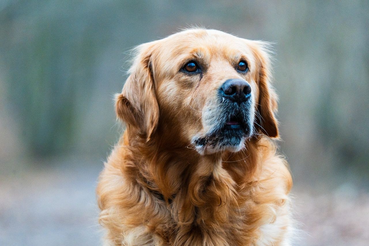 The photograph that was uploaded: a horizontal close-up of a golden retriever with a greying muzzle, looking slightly off camera against a soft, out-of-focus background