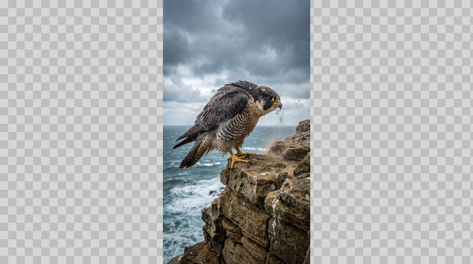 The original tall photo of a peregrine falcon on a sea cliff under storm clouds, shown in place on an empty checkerboard canvas the size of the widened result